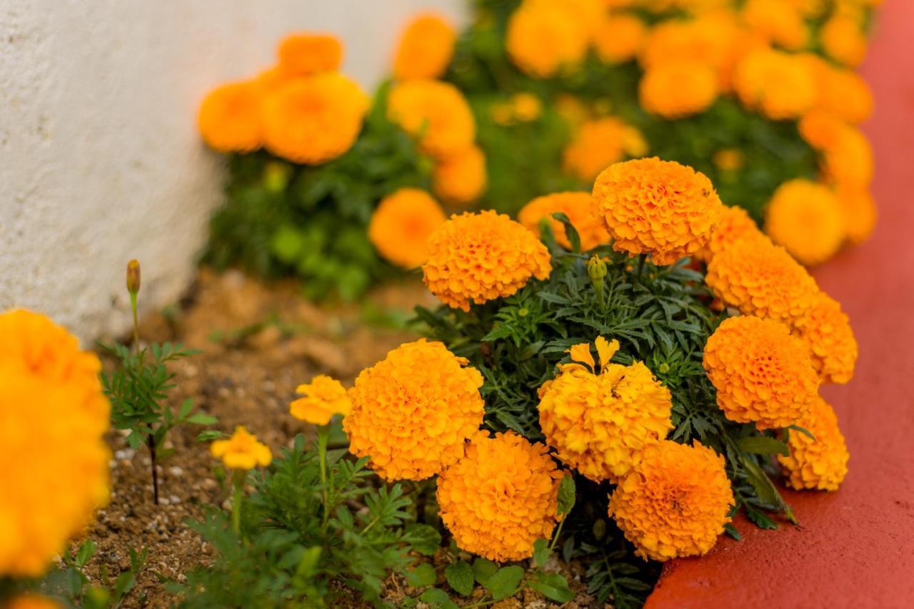 فيلا Gardenlux سراييفو المظهر الخارجي الصورة